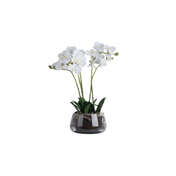 5 Stem Orchid In Glass Pot