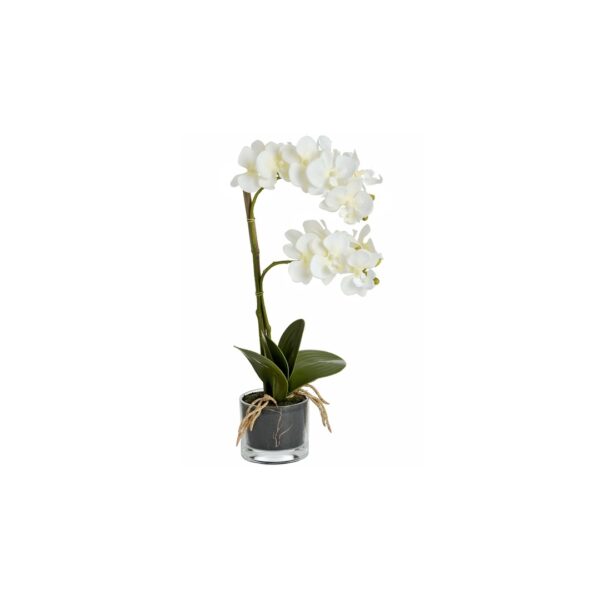 Silk White Orchid